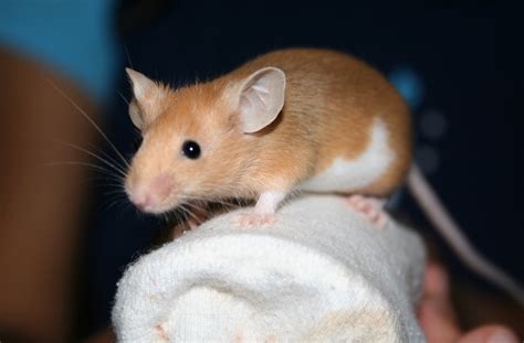 micfe|mice tłumacz.